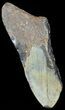 Partial Megalodon Tooth - North Carolina #48952-1